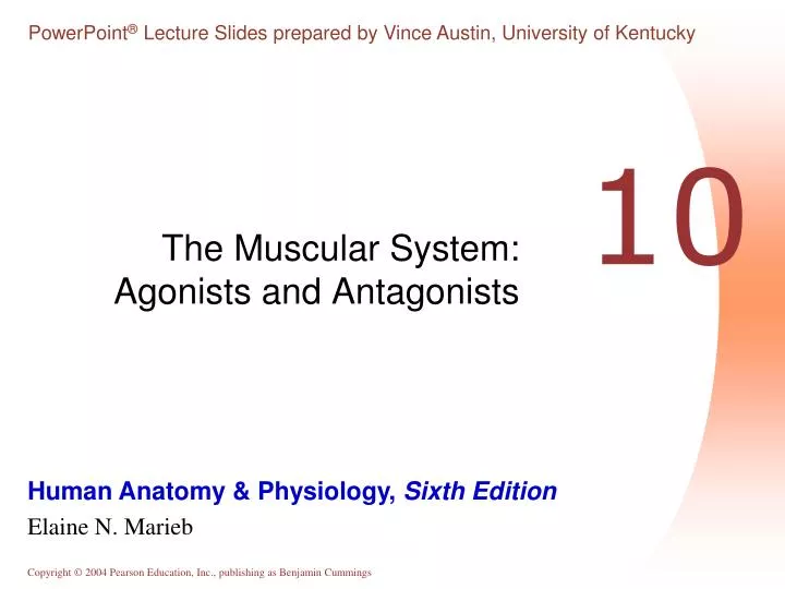 the muscular system agonists and antagonists