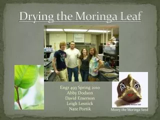 Drying the Moringa Leaf
