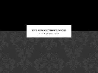 the life of three ducks
