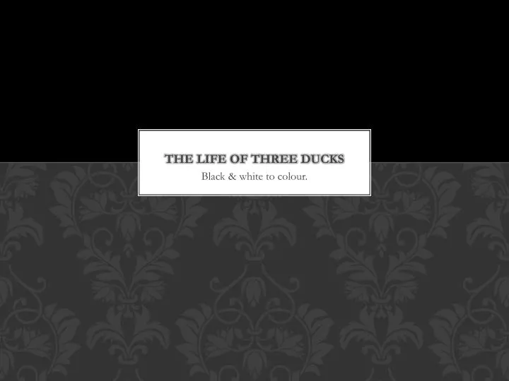 the life of three ducks