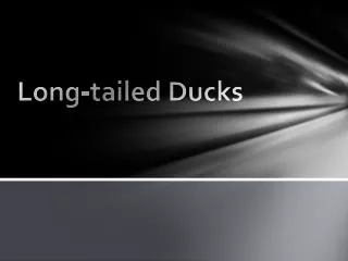 long tailed ducks