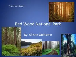 Red Wood National Park