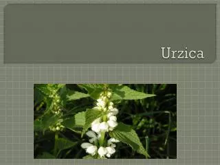 urzica