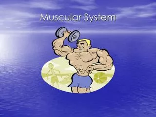 muscular system