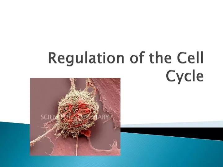 regulation of the cell cycle