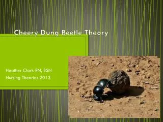 Cheery Dung Beetle Theory