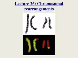 Lecture 26: Chromosomal rearrangements