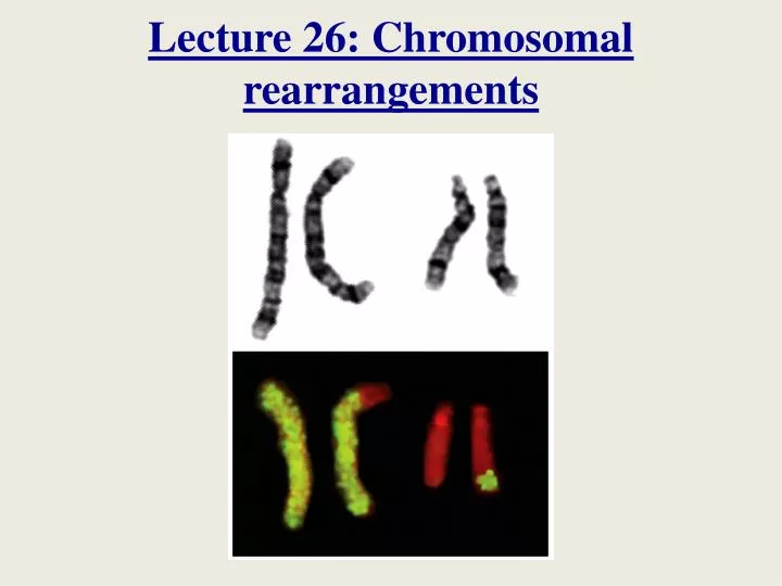 lecture 26 chromosomal rearrangements