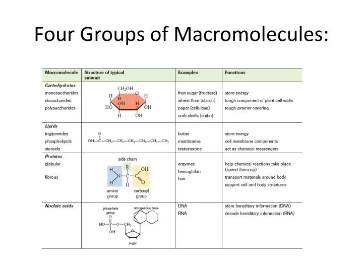 four groups of macromolecules