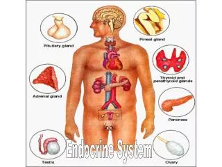 Endocrine System