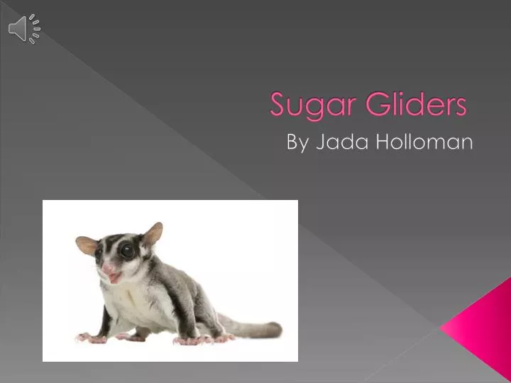 sugar gliders