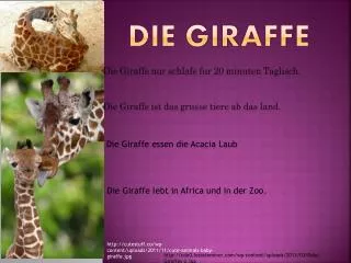 die giraffe