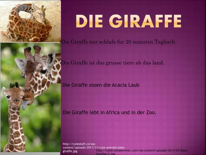 die giraffe
