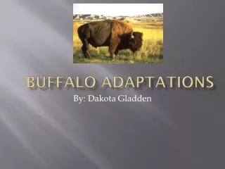 Buffalo Adaptations