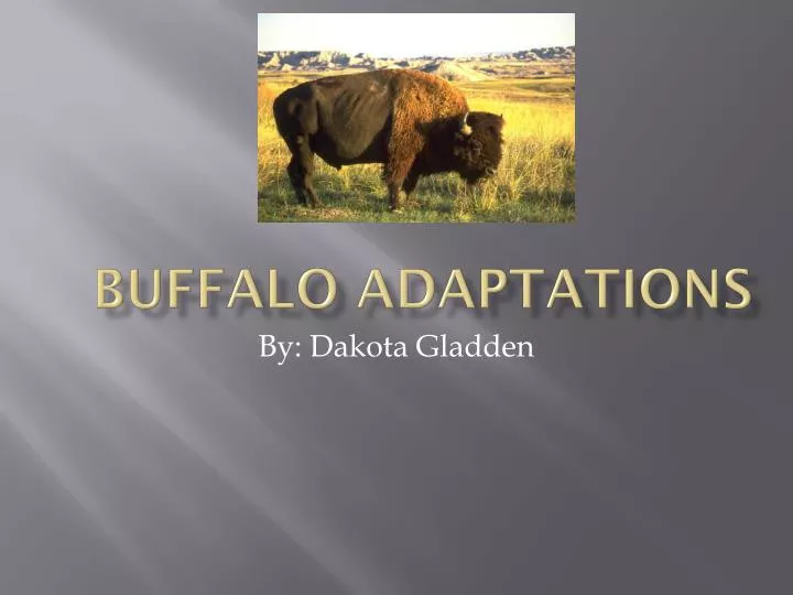 buffalo adaptations