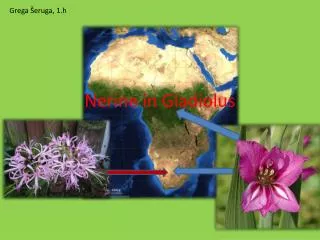 nerine in gladiolus