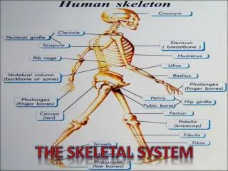 The skeletal system