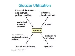 Glucose Utilization