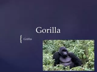 Gorilla