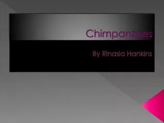 Chimpanzees