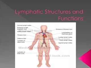 Lymphatic Structures and Functions