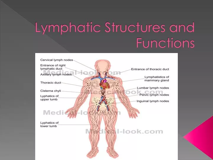 lymphatic structures and functions