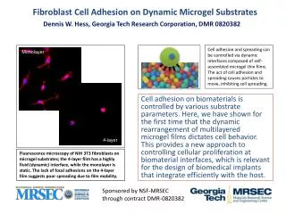 Fibroblast Cell Adhesion on Dynamic Microgel Substrates