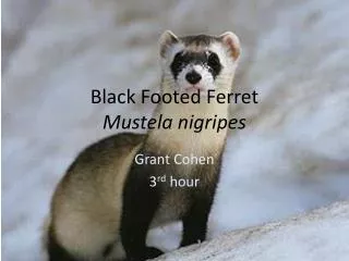 Black Footed Ferret Mustela nigripes