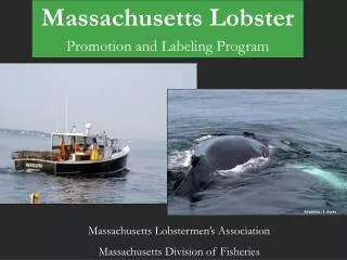 Massachusetts Lobster Promotion and Labeling Program