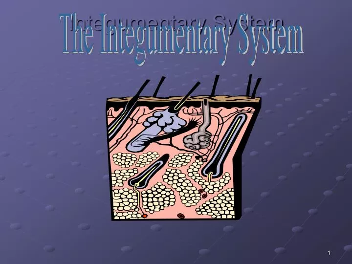 integumentary system