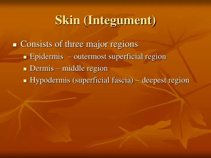 skin integument