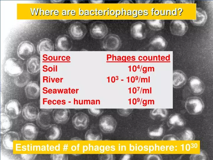 where are bacteriophages found