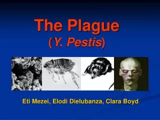 The Plague ( Y. Pestis )