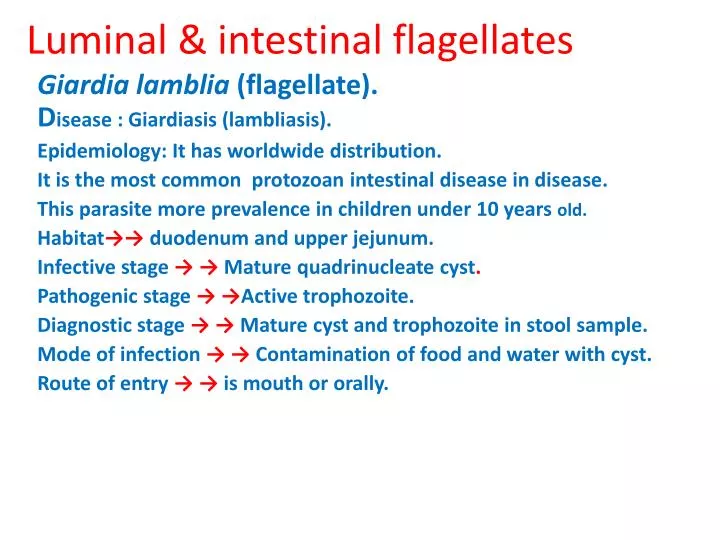 luminal intestinal flagellates
