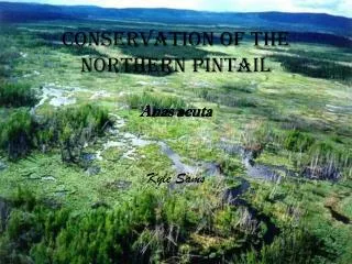 Conservation of the Northern Pintail