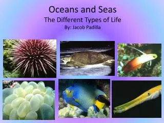 Oceans and Seas The Different Types of Life By: Jacob Padilla