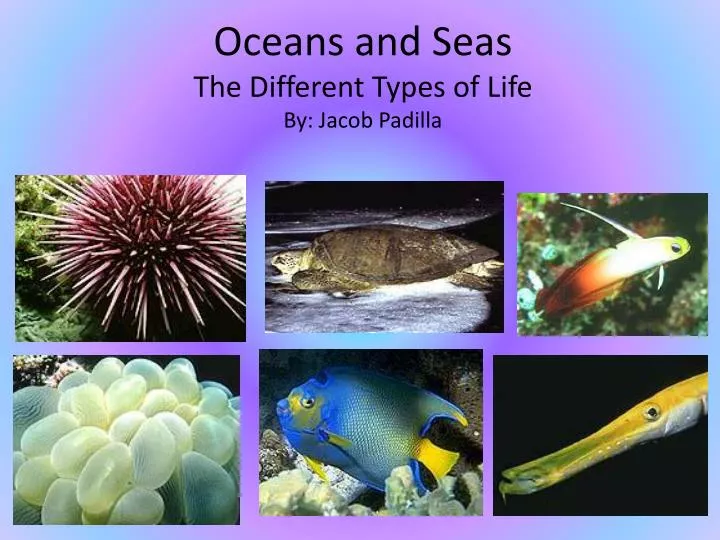 oceans and seas the different types of life by jacob padilla