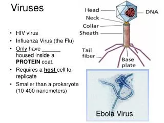 Viruses