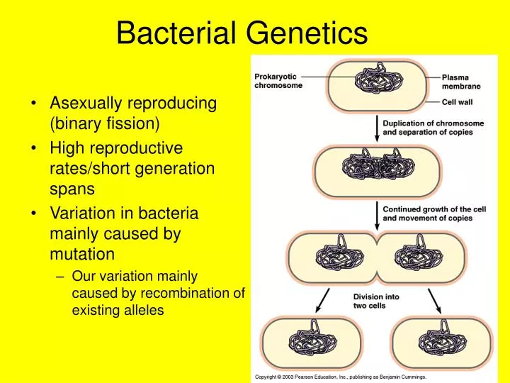 bacterial genetics