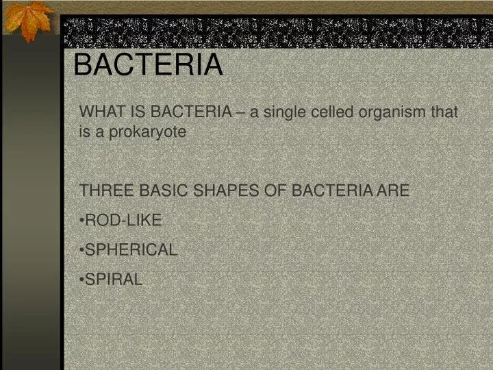 bacteria