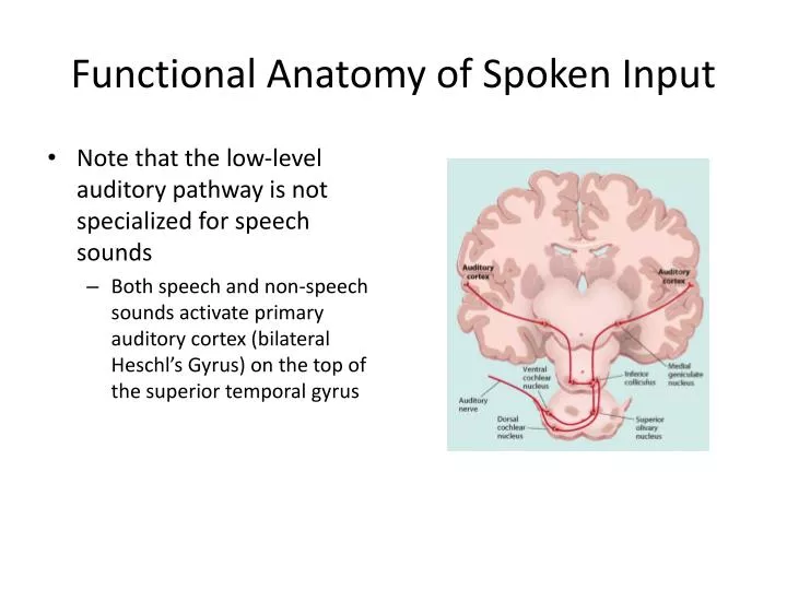 functional anatomy of spoken input