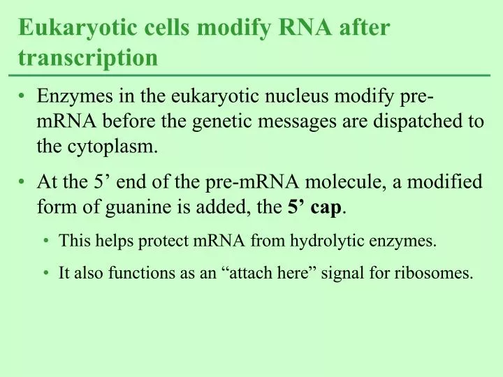 eukaryotic cells modify rna after transcription