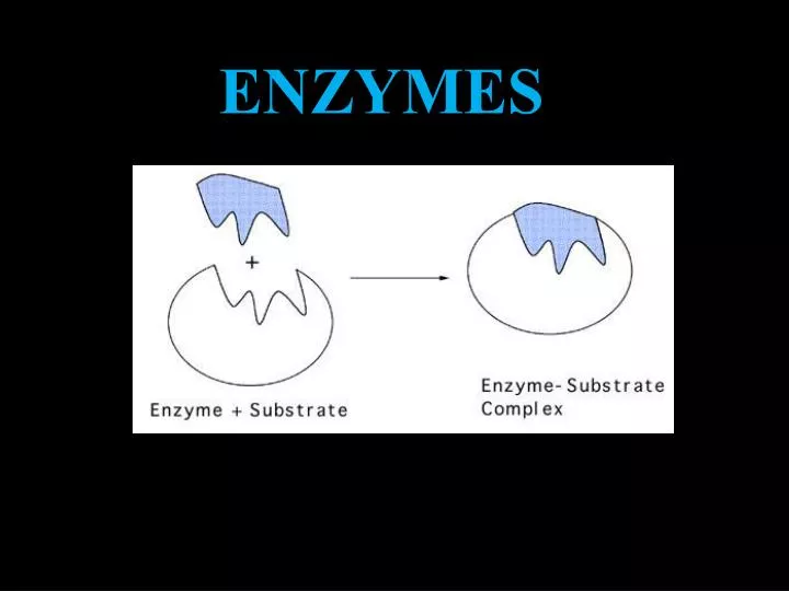 enzymes