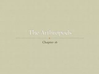 The Arthropods