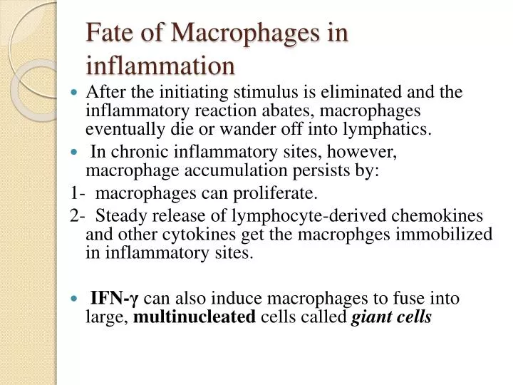 fate of macrophages in inflammation
