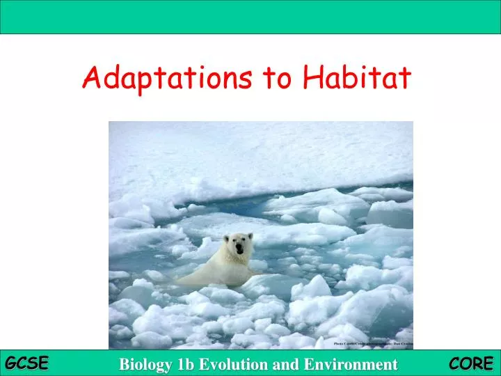 adaptations to habitat