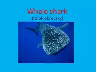 whale shark