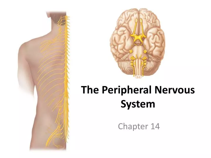 the peripheral nervous system