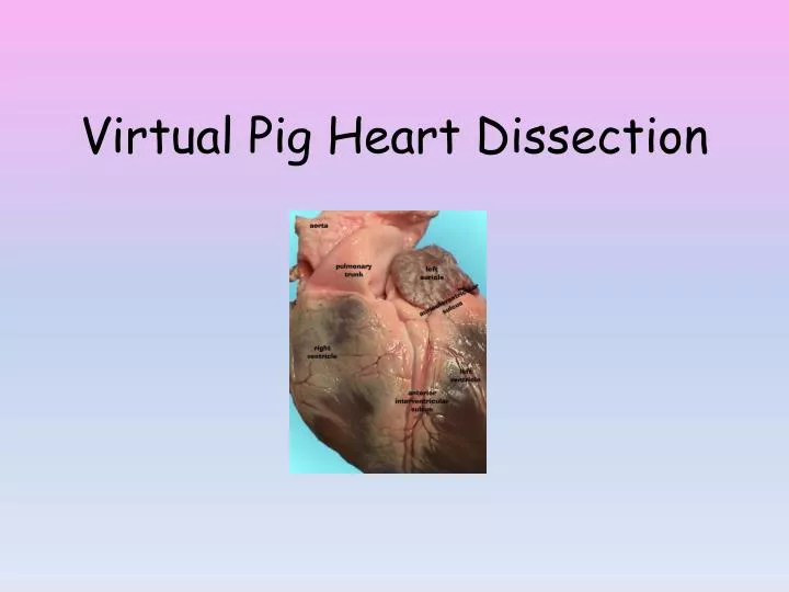 virtual pig heart dissection