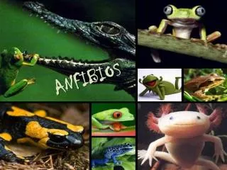 anfibios
